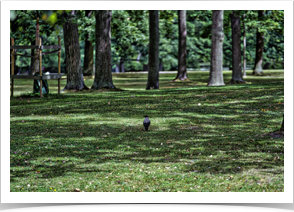 She found European Crows!